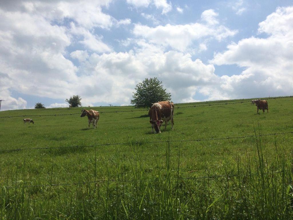 Ferienwohnung-Michels Orlenbach Exteriör bild